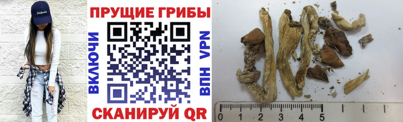 цена наркотик  Жердевка  Псилоцибиновые грибы Magic Shrooms 